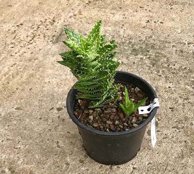 Aloe juvena - Aloe juvena
