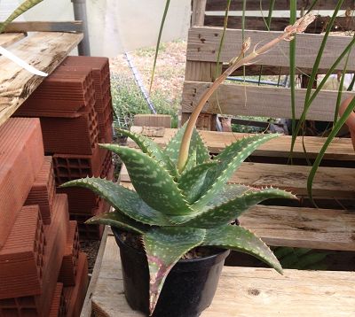 Aloe lateritia - Aloa lateritia
