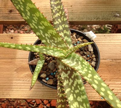 Aloe maculata - Aloe maculata
