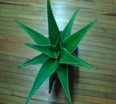 Aloe mitriformis - Aloe mitriformis