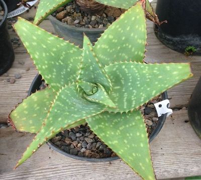 Aloe saponaria latifolia - Aloes zébré