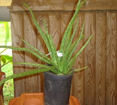 Aloe vera - Aloe vera