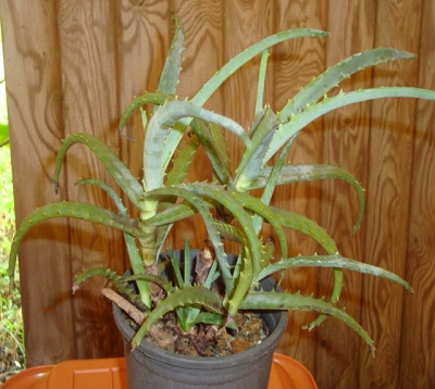 Aloes arborescens - Aloes arborescent