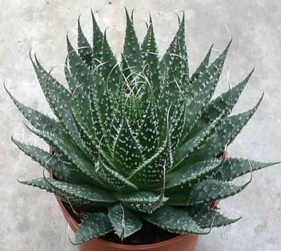 Aloes aristata - Aloes aristata