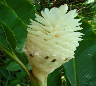 Alpinia purpurata - Alpinia blanc