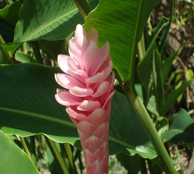 Alpinia purpurata - Alpinia rose