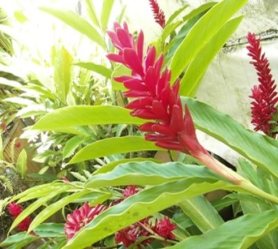 Alpinia purpurata - Alpinia rouge