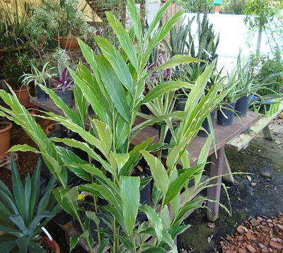 Alpinia sanderae  - Alpinia panaché