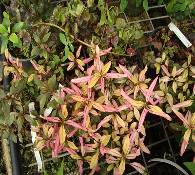 Alternanthera bettzichiana rubra - Althernantera Rouge