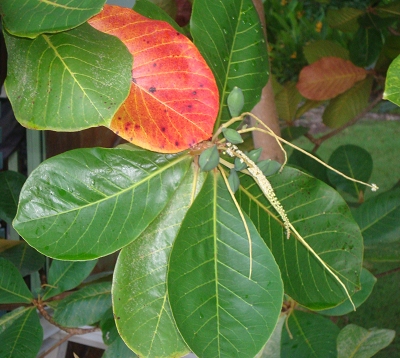 Terminalia catappa - Amandier Pays