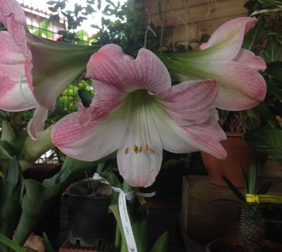 Hippeastrum spp - Amaryllis blanc et rose