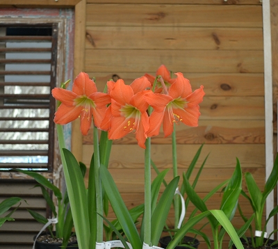 Hippeastrum spp - Amaryllis orange