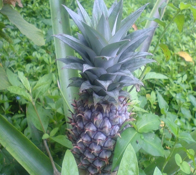 Ananas comosus - Ananas comestible