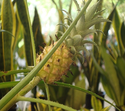 Ananas - Ananas décoratif