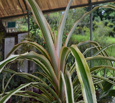 Ananas variegata - Ananas décoratif panaché