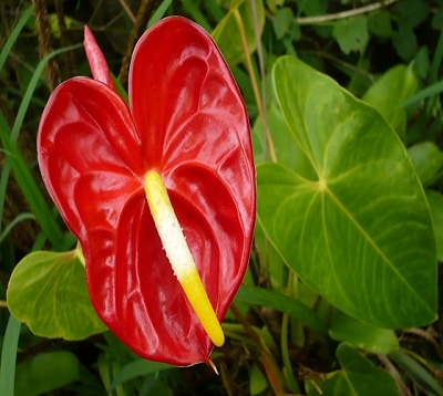 Anthurium andraenum - Anthurium