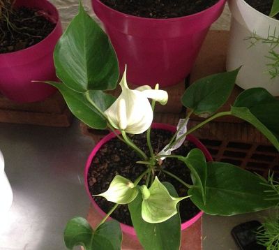 Anthurium andraenum - Anthurium hybride nain blanc