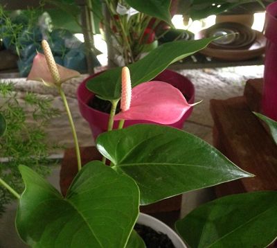 Anthurium andraenum - Anthurium hybride nain rose