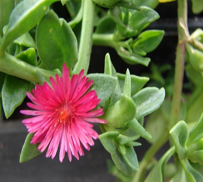 Apetnia cordifolia - Aptenia cordifolia