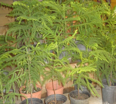 Araucaria heterophylla - Araucaria