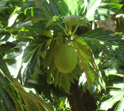 Artocarpus altilis non-seminifera - Arbre à pain