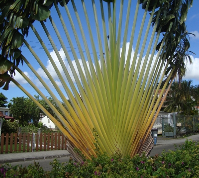 Ravenala madagascariensis - Arbre du voyageur