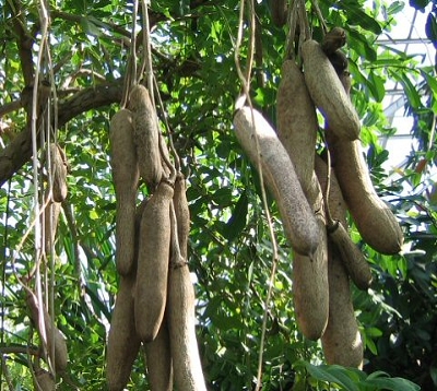 Kigelia pinnata - Arbre saucisse