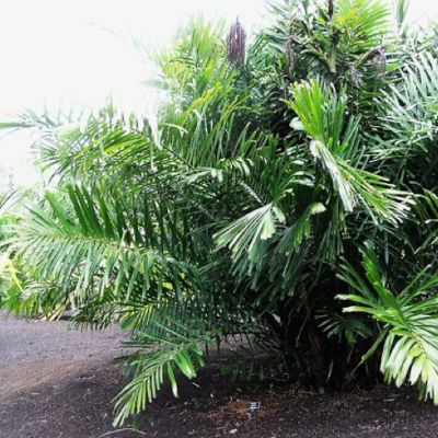Arenga tremula- Palmier à sucre nain
