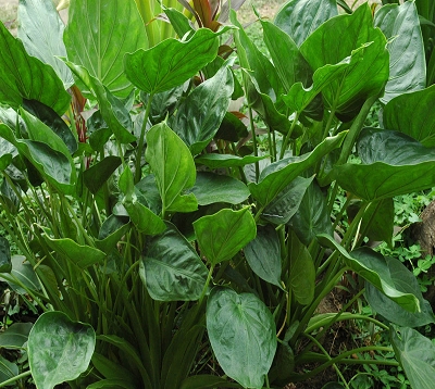 Alocasia cucullata - As de pique