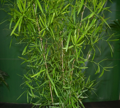 Asparagus falcatus - Asparagus falcatus