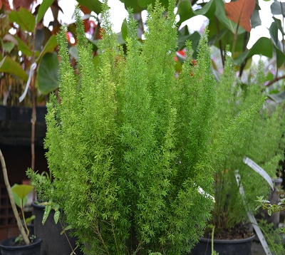 Asparagus meyerii - Asparagus meyerii
