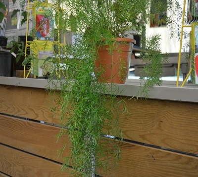 Asparagus densiflorus sprengeri - Asparagus sprengeri