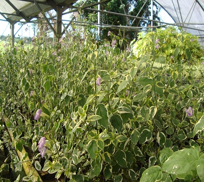 Asystasia gangetica - Asystasia - Herbe le rail
