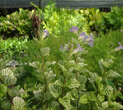 Asystasia gangetica violacea - Asystasia gauffrée panachée