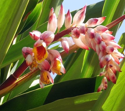 Alpinia zerumbert - Atoumo