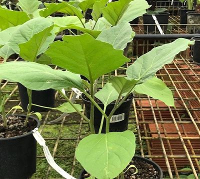Solanum melongena - Aubergine