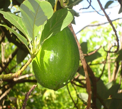 Persea americana - avocatier greffé