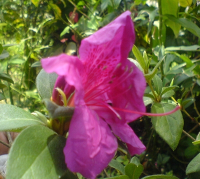 Rhododendron phoenicum - Azalée