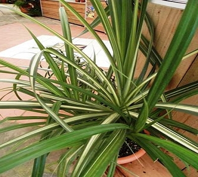 Pandanus sanderi -  Bakoua