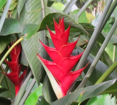 Heliconia caribea - Balisier rouge