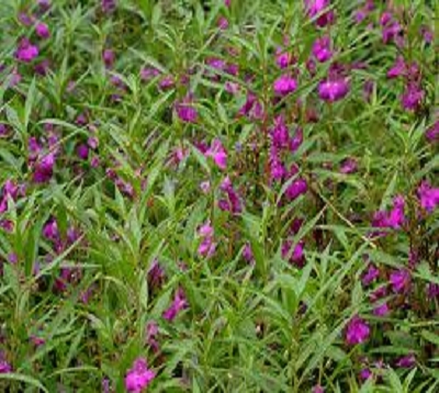 Impatiens balsamina - Balsamine