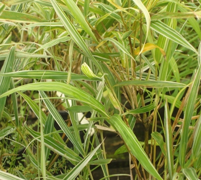 Bambusa variegata - Bambou  panaché