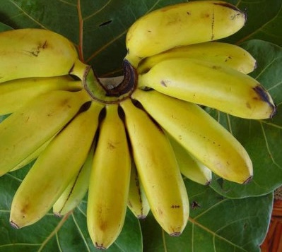 Bananier figue-pomme- Musa paradisi