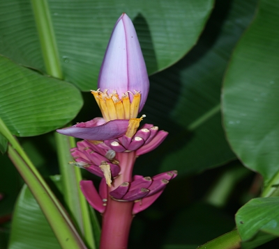 Musa velutina - Bananier décoratif