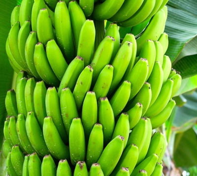Musa paradisiaca- Bananier Ti nain
