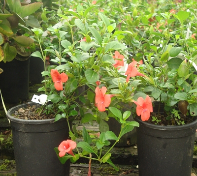 Barleria repens - Barleria repens rouge