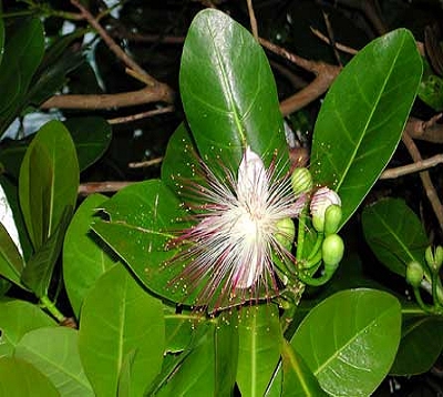 Barringtonia asiatica - Barringtonia