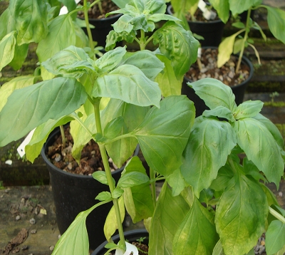 Ocimum basilicum horaphra - Anisetum - Basilic anis