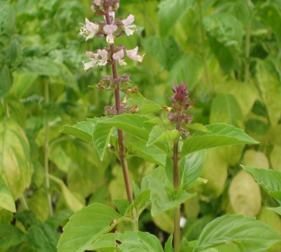 Ocimum basilicum cinnamon - Basilic cannelle