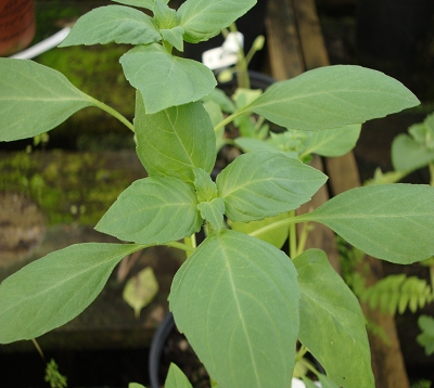 Ocimum basilicum citriodorum - Basilic citron